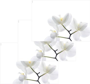 Tischsets Dekor White Orchid 45cm x 32cm - 3 Stück